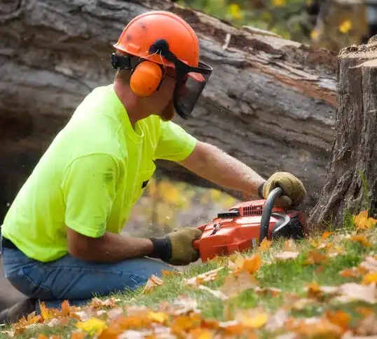 tree services California